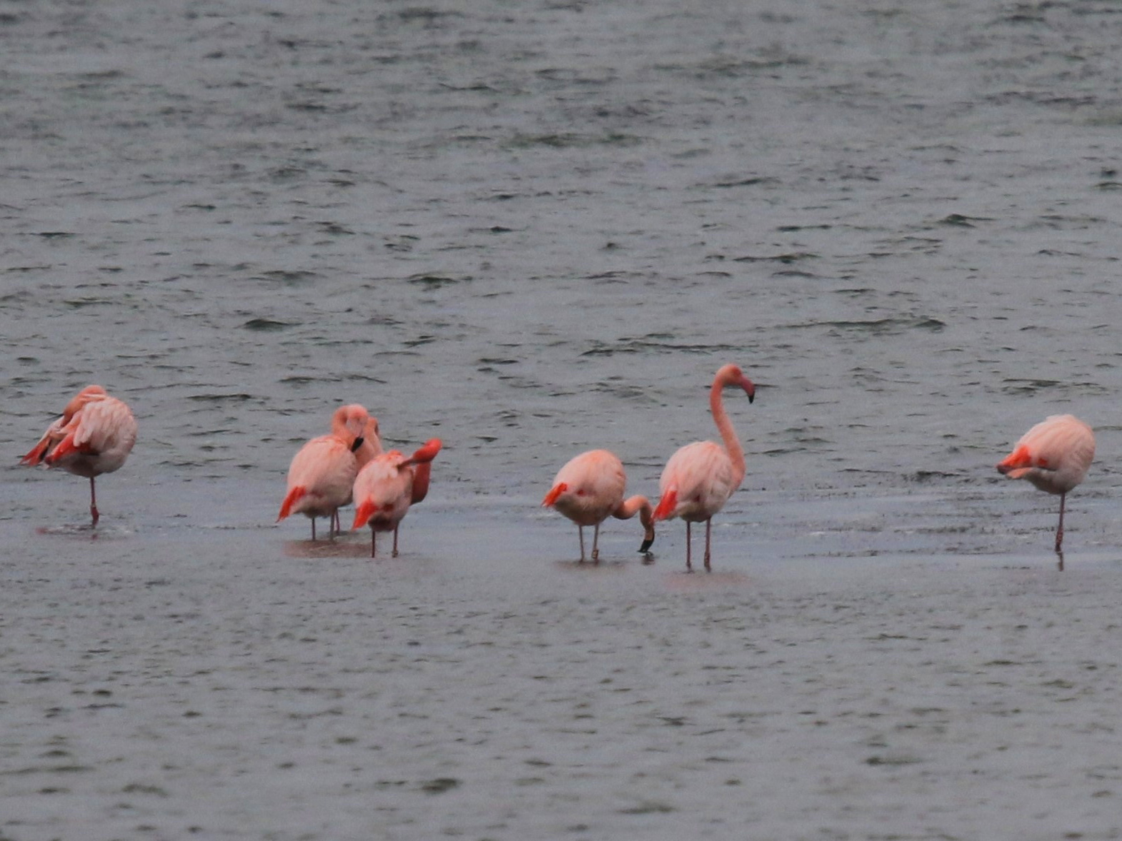 Chileense Flamingo's