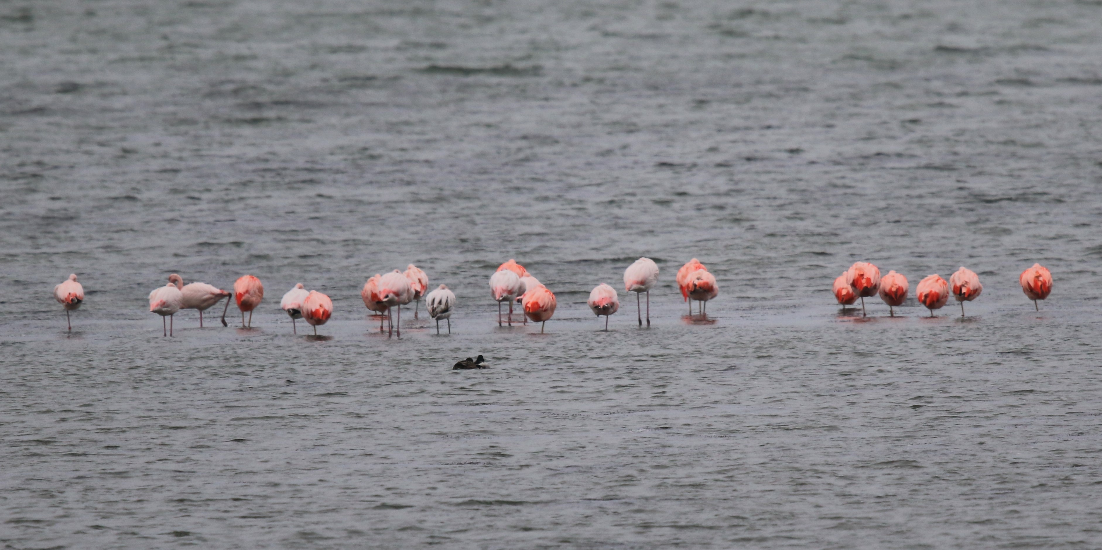 Een deel van de ruim 60 Flamingo's