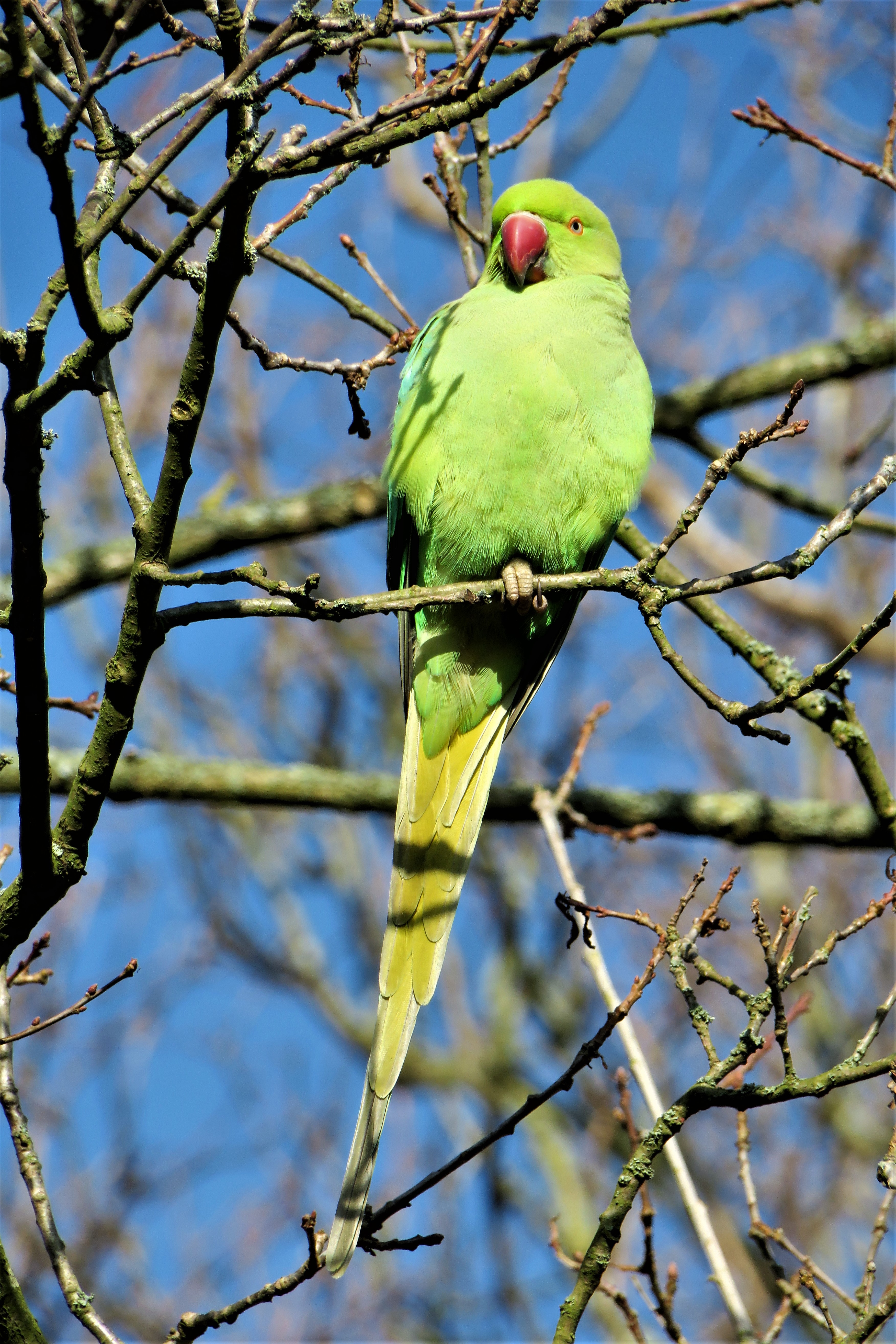 Halsbandparkiet - ook broedvogel in Meijendel