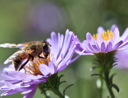 Bijen: Bijen en bloemen