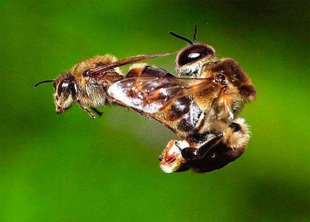 De paring van honingbijen