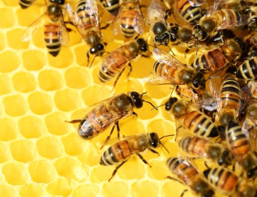 Bijen: Honingbij (Apis mellifera)