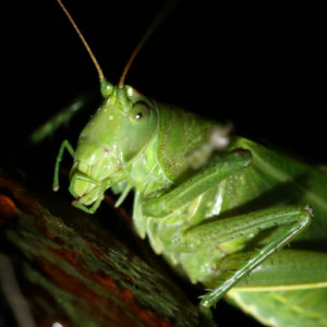 Grote groene sabelsprinkhaan