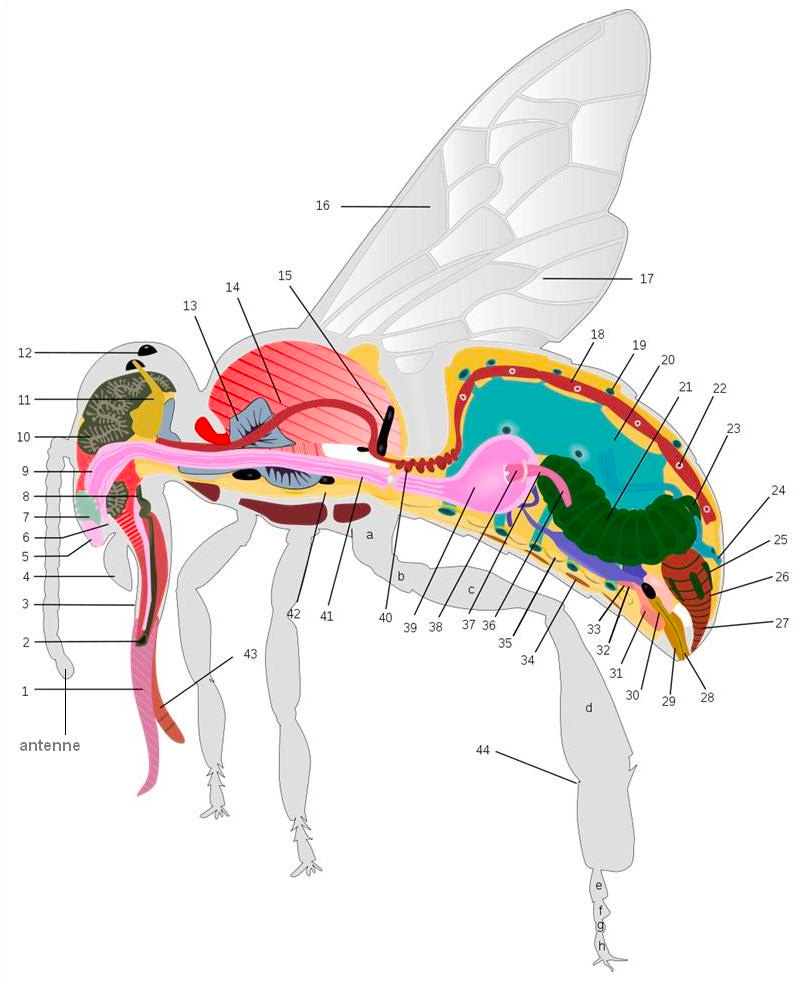 Anatomie van de honingbij