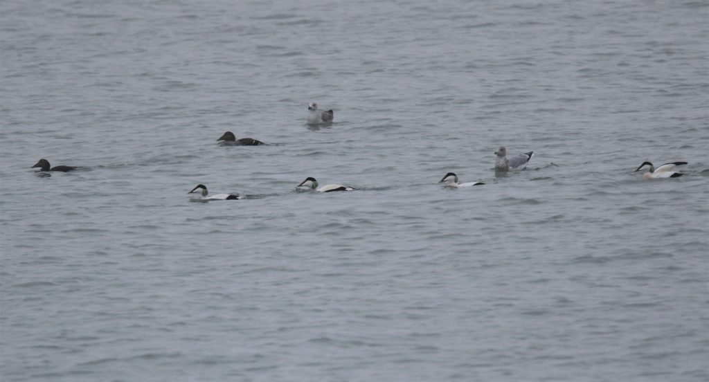 Brouwersdam Eiders