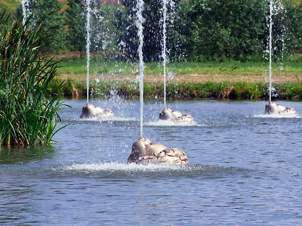 Annelies Dijkman - Stille Wateren