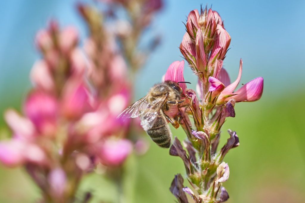 Bij op bloem