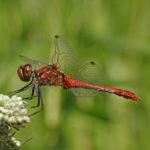 Bloedrode Heidelibel