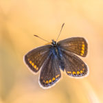 Bruin Blauwtje