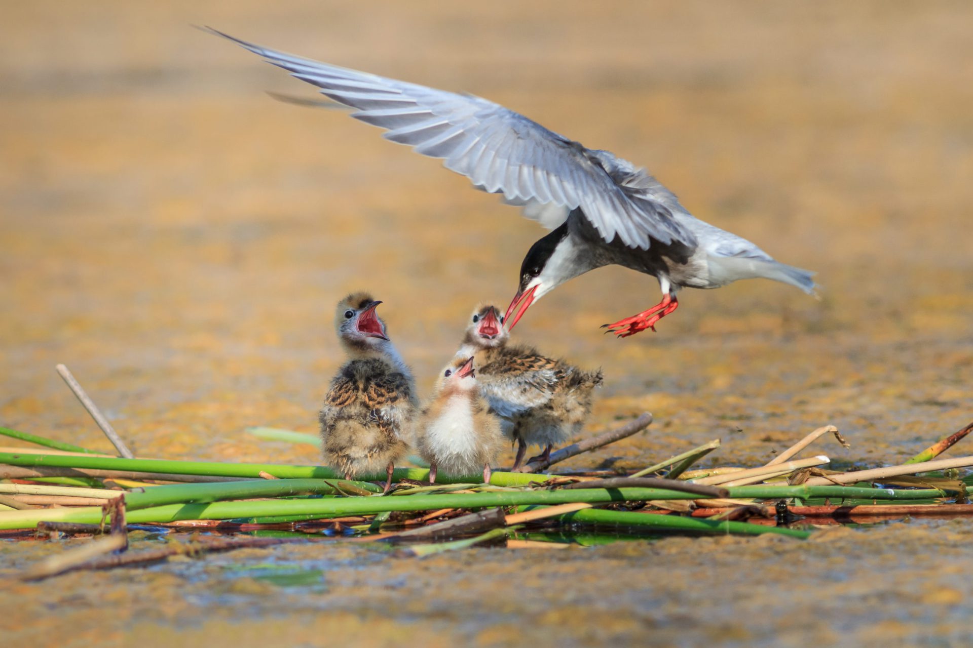 Common Tern (Sterna hirundo hirundo)