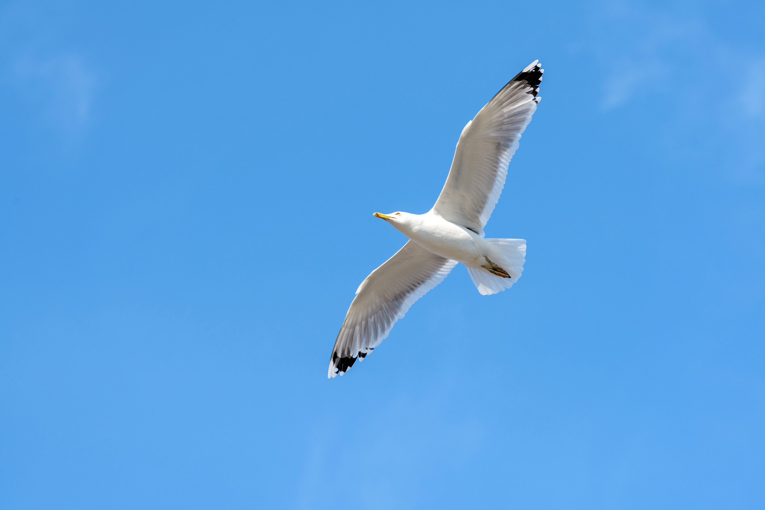 Flying Seagull On Blue Sky