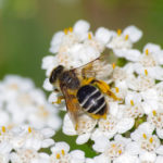 Grasbij