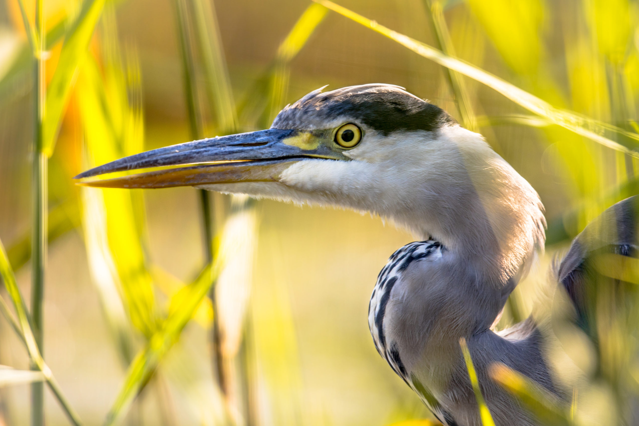 Grey heron (Ardea cinerea)