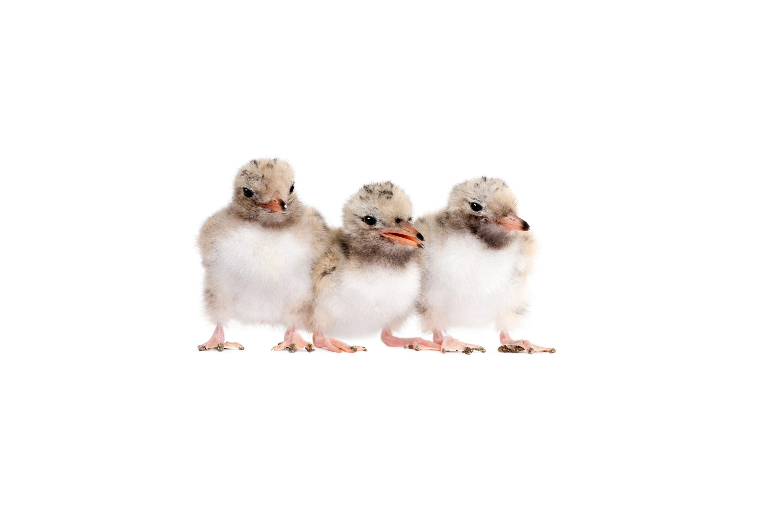 Group Of Three Common Tern Chick In A Row Sterna Hirundo