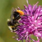 Steenhommel