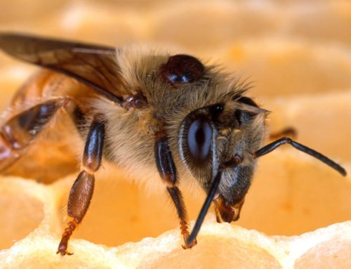 Bijen: Varroamijt (Varroa destructor)