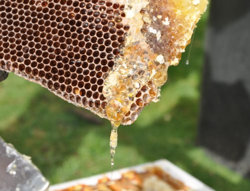 Bijen: Honing