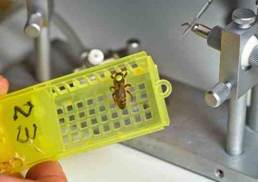 Kunstmatige inseminatie van een honingbij