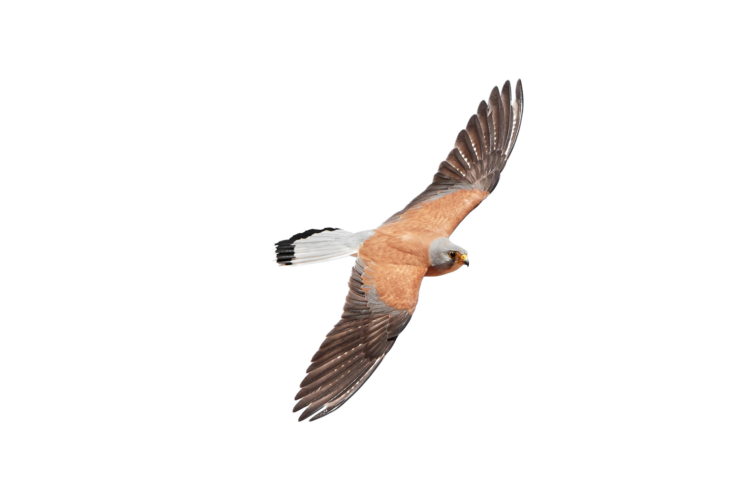Lesser Kestrel Falco Naumanni
