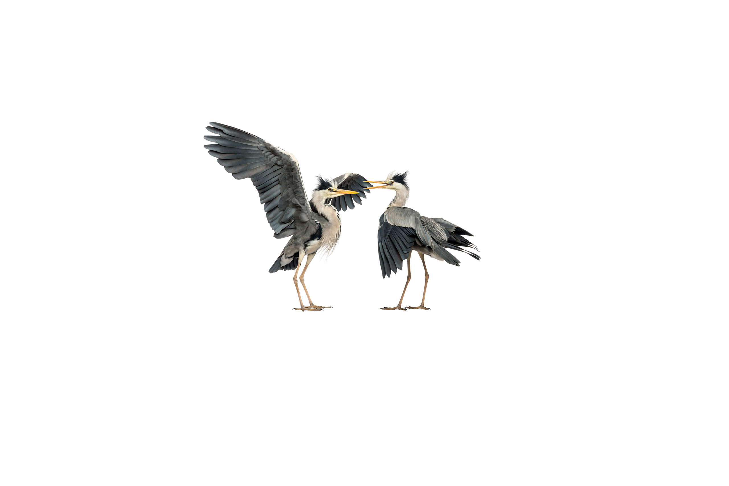 Two Grey Herons Flapping