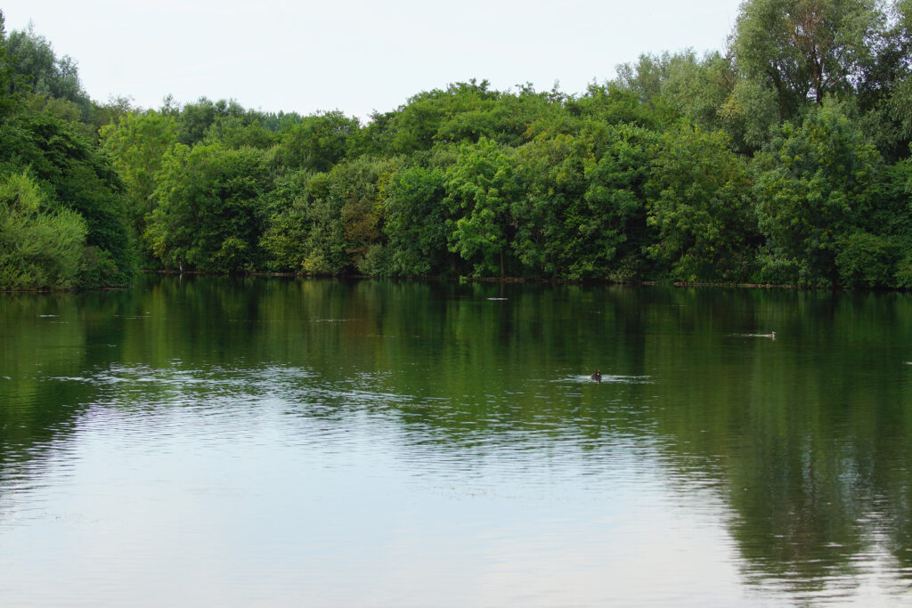 Zevenhuizerplas nr 12