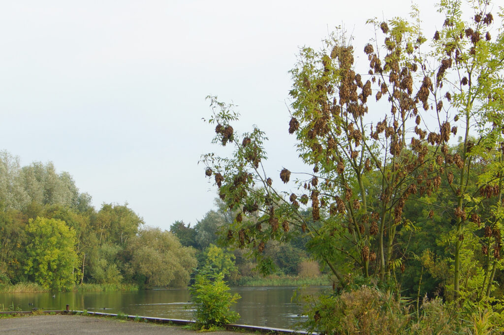 Zevenhuizerplas nr 10