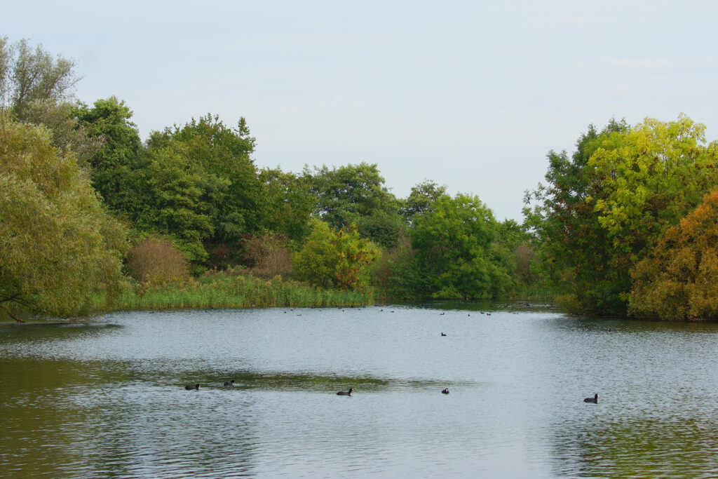 Zevenhuizerplas nr 7
