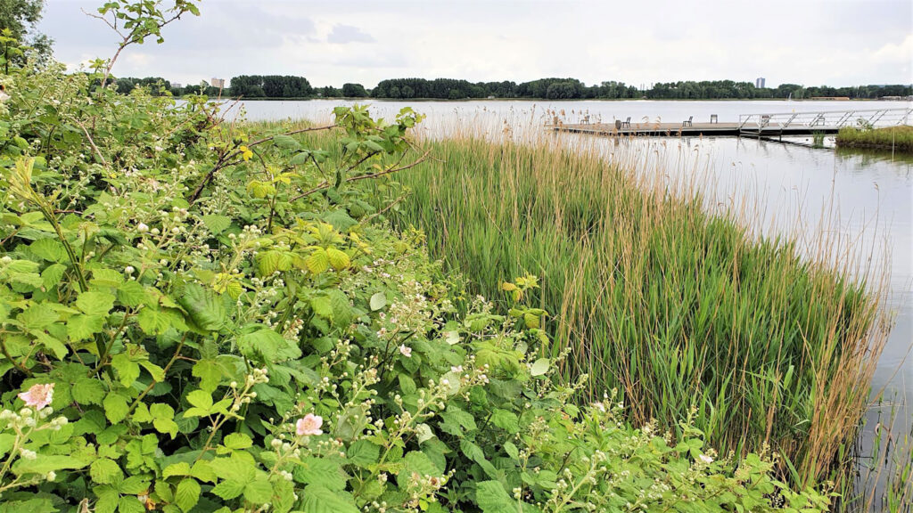 Zevenhuizerplas nr 3