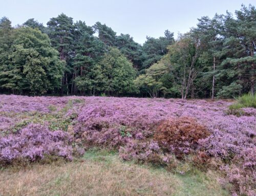 Op de grote stille heide