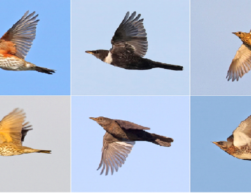 Ledenavond Fascinatie voor de vogeltrek – dinsdag 24 september 20.00 uur