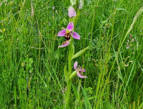 Oprichting Rotta Plantenwerkgroep