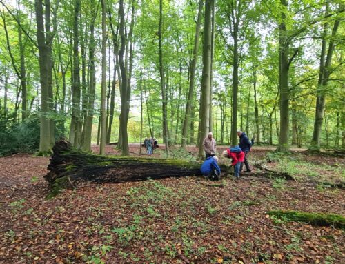 Expeditie Rotta – paddenstoelen in het Kralingse Bos