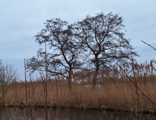 Excursie Reeuwijkse plassen – 22 februari 2025