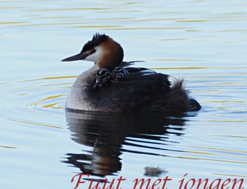 Rotta cursus Vogelherkenning les 5