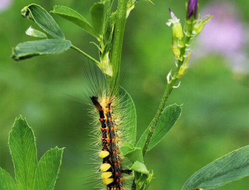 Aves Visum zomer 2025