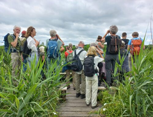 Excursie 28 juni naar de Bol en de Zouweboezem