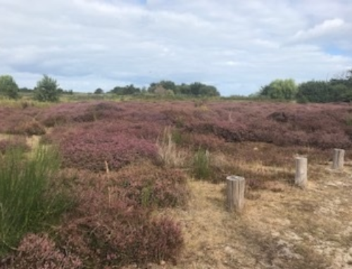 Excursie Solleveld en Landgoed Ockenburch