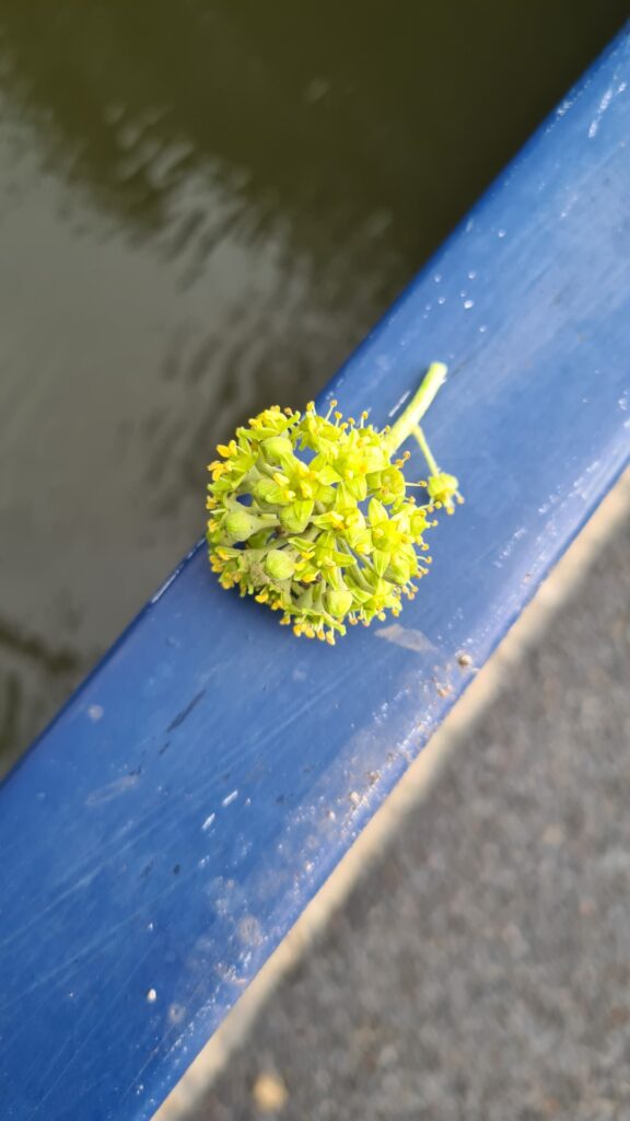 Bloem van de klimop