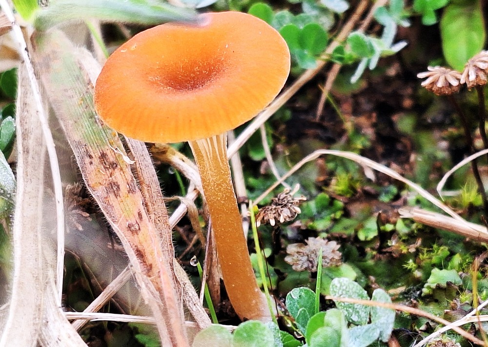 Oranjerood Trechtertje