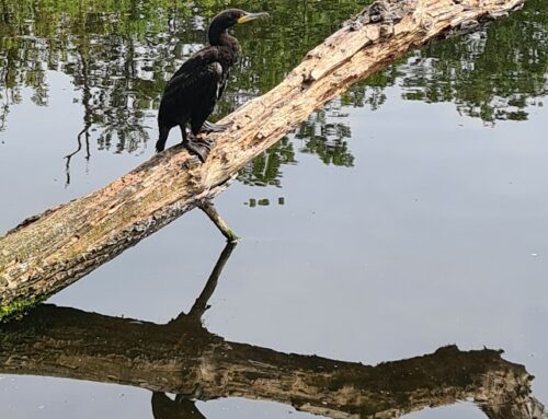 Basiscursus Natuur in het Rottemerengebied