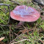 Rotta PW IMG 9175 Groot