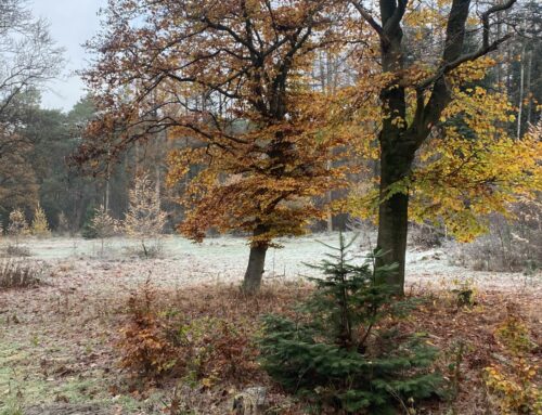 Winters wandelen op Planken Wambuis -Ledenexcursie 22 november 2025
