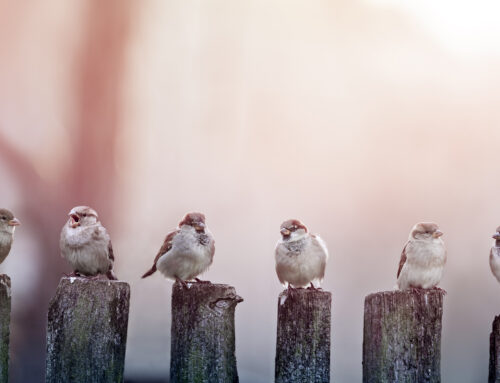 Uitnodiging Algemene Ledenvergadering 24 maart 2026 – aanvang 20:00 uur