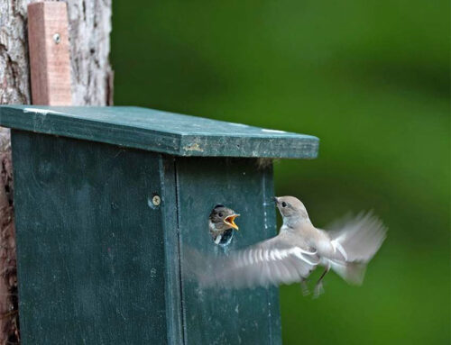 Aves Visum voorjaar 2026